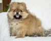 Photo №2 to announcement № 123897 for the sale of pomeranian - buy in Sweden private announcement