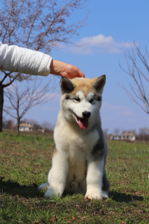 Photo №1. alaskan malamute - for sale in the city of Mariupol | 500$ | Announcement № 1909