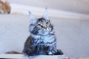 Photo №3. Maine Coon girl from the world champion. tortie silver marble. Russian Federation