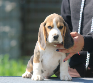Additional photos: Handsome boy. Beagle