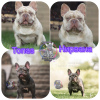 Photo №4. I will sell french bulldog in the city of St. Petersburg. from nursery - price - 2000$