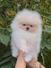 Photo №1. pomeranian - for sale in the city of Belgrade | Is free | Announcement № 122042