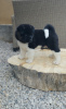 Additional photos: American Akita puppies