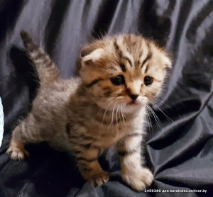 Photo №1. scottish straight, scottish fold - for sale in the city of Minsk | 95$ | Announcement № 1877