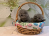 Photo №4. I will sell scottish fold in the city of Freiburg im Breisgau. private announcement, breeder - price - 402$