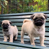 Photo №1. pug - for sale in the city of Paris | negotiated | Announcement № 76026