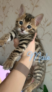 Photo №1. bengal cat - for sale in the city of Kharkov | 400$ | Announcement № 1359