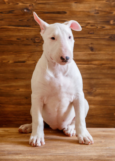 Photo №4. I will sell bull terrier in the city of Stavropol. from nursery - price - 933$