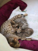 Photo №1. savannah cat - for sale in the city of Pittsburgh | 2000$ | Announcement № 11654