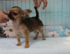 Photo №4. I will sell chihuahua in the city of Минеральные Воды. from nursery, breeder - price - 540$
