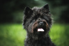 Photo №2 to announcement № 33353 for the sale of cairn terrier - buy in Lithuania breeder