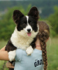 Photo №3. Welsh Corgi Cardigan. Fluffy.. Germany