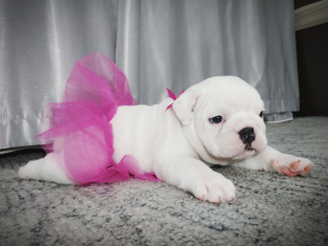 Photo №1. english bulldog - for sale in the city of Kozmodemyansk | negotiated | Announcement № 3719