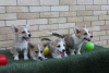 Additional photos: Welsh Corgi Pembroke puppies