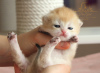 Additional photos: British kittens golden chinshilas