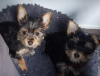 Photo №2 to announcement № 106257 for the sale of yorkshire terrier - buy in United States private announcement