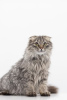 Photo №3. Kitten Manul in good hands. Russian Federation