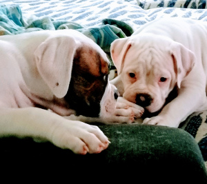 Additional photos: On sale 2 boys. American bulldog