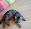 Photo №3. Adorable tabby kitten Kevin is looking for a home and a loving family!. Belarus