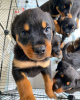 Photo №1. non-pedigree dogs - for sale in the city of Bern | Is free | Announcement № 120104