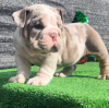 Photo №2 to announcement № 112254 for the sale of english bulldog - buy in Lithuania private announcement