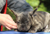 Additional photos: Exotic french bulldog puppies