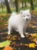 Photo №4. I will sell samoyed dog in the city of Vilnius.  - price - 370$