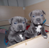 Photo №1. american staffordshire terrier - for sale in the city of Prague | negotiated | Announcement № 109964