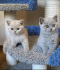 Photo №1. british shorthair - for sale in the city of Anderlecht | 423$ | Announcement № 88358