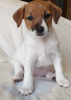 Photo №1. jack russell terrier - for sale in the city of St. Petersburg | 403$ | Announcement № 9395