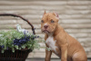 Additional photos: American Bully