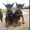 Photo №1. dobermann - for sale in the city of Lassing | 370$ | Announcement № 44032