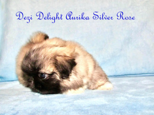 Photo №2 to announcement № 5036 for the sale of pekingese - buy in Russian Federation breeder