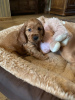 Photo №2 to announcement № 79072 for the sale of american cocker spaniel - buy in Netherlands private announcement, from nursery