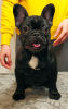 Photo №1. french bulldog - for sale in the city of Kiev | 845$ | Announcement № 35678