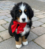 Photo №3. Berners for sale. Germany