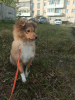 Photo №4. I will sell shetland sheepdog in the city of Yekaterinburg. breeder - price - negotiated