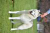 Photo №4. I will sell siberian husky in the city of Ниш. breeder - price - negotiated
