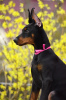 Additional photos: Doberman puppies