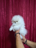 Additional photos: Beautiful Pomeranian puppies