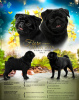 Photo №3. Pug puppy black color. Russian Federation