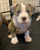 Photo №1. american bully - for sale in the city of Ryazan | 1848$ | Announcement № 19296