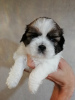 Photo №3. Shih Tzu. Latvia