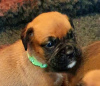 Photo №3. Boxer puppies for sale. United States