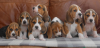 Photo №1. beagle - for sale in the city of Stockholm | negotiated | Announcement № 113229