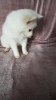 Photo №4. I will sell german spitz in the city of Михаловце. private announcement - price - 654$