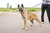 Photo №3. Young mestizo shepherd dog Rich in good hands. Russian Federation