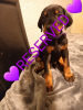 Photo №2 to announcement № 9590 for the sale of dobermann - buy in Sweden 