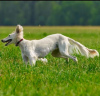 Additional photos: Saluki puppies, females and males