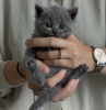 Photo №1. british shorthair - for sale in the city of Orlando | 264$ | Announcement № 98190